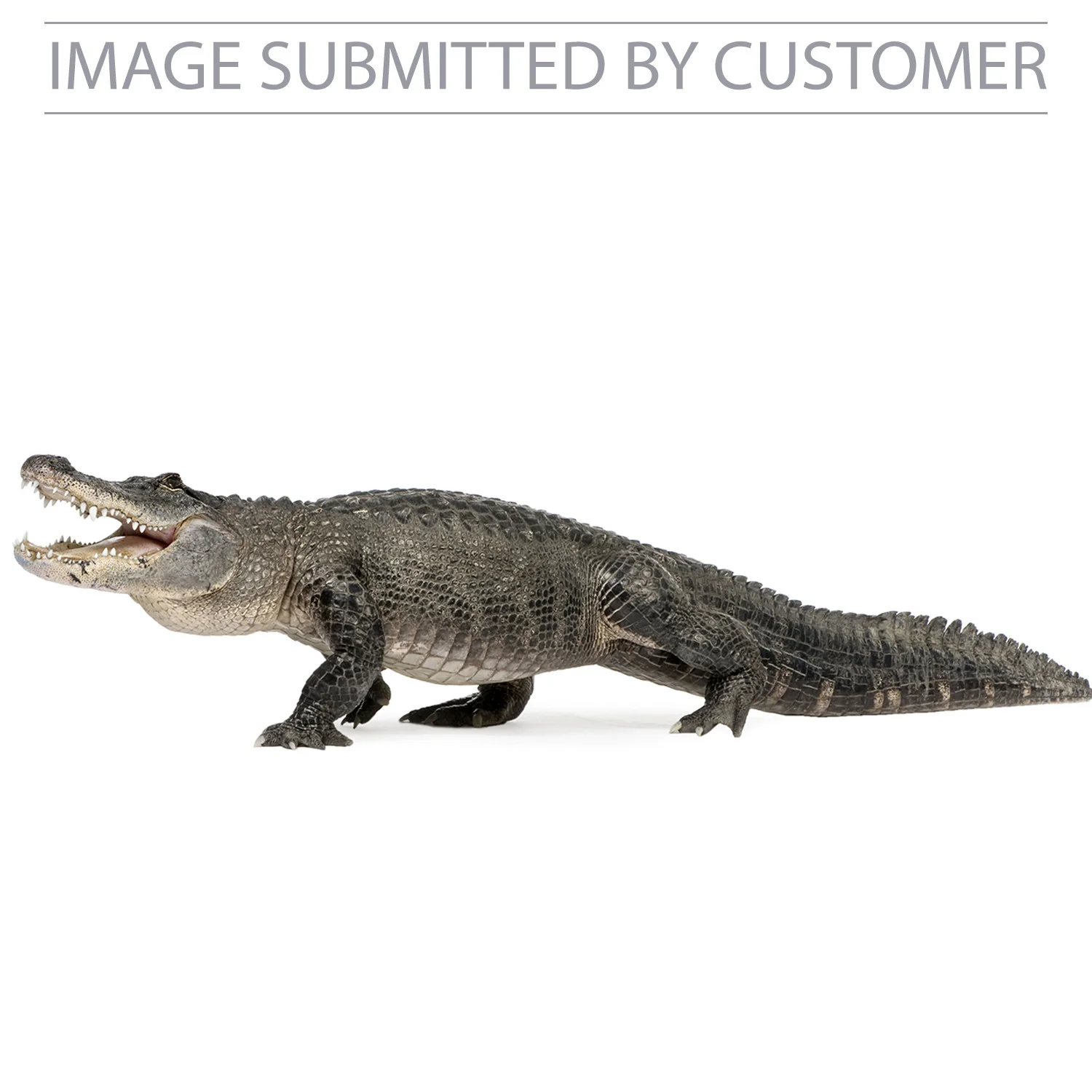 Alligator Custom Pinata - Image 2